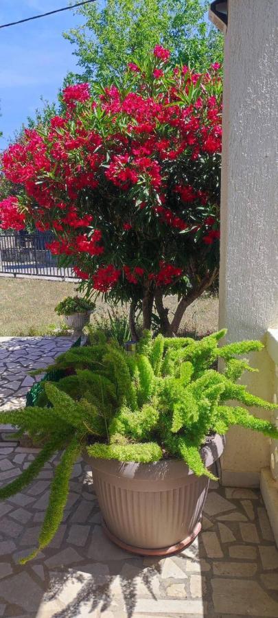 פרמנטורה Villa Kadinela, 200M From Kamenjak, Huge Quiet Garden With Barbecue, 2 New Kitchens מראה חיצוני תמונה